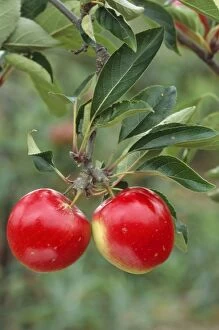 Katy Apple Tree - close-up of fruit