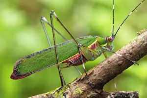 Katydid / Bush-cricket - Danum Valley Conservation Area - Sabah - Borneo - Malaysia