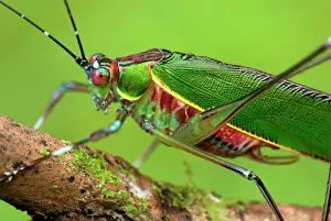Borneo Prints: Katydid / Bush-cricket - Danum Valley Conservation Area - Sabah - Borneo - Malaysia