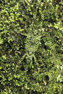 Katydid - camouflaged on moss + lichen (Tettigoniidae)