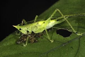 Katydid - juvenile, eating (Tettigoniidae)
