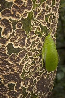 Katydid on tree, Tropical rainforest, Costa Rica