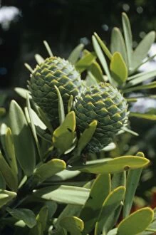 Images Dated 23rd March 2011: Kauri - cones - New Zealand