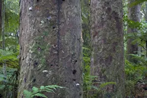 North Island Prints: Kauri Forest three big Kauri trees surrounded by undergrowth Trounson Kauri Park Scenic Reserve