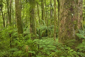 Kauri Forest - Kauri trees surrounded by ferns as undergrowth Kauri Forest - Kauri trees surrounded by ferns as undergrowth