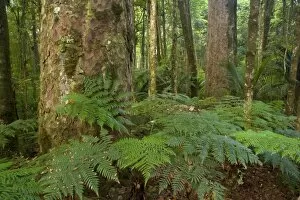 Images Dated 24th March 2008: Kauri Forest - Kauri trees surrounded by ferns as undergrowth
