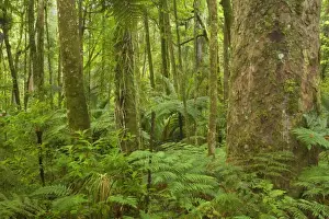 North Island Prints: Kauri Forest Kauri trees surrounded by ferns as undergrowth Trounson Kauri Park Scenic Reserve