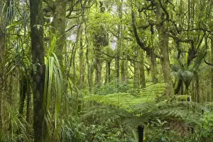 New Zealand Prints: Kauri Forest lush Kauri Forest with ferns and other plants as undergrowth