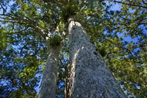 North Island Prints: Kauri grove giant Kauris seen from the ground towards the tree-tops 309 Kauris