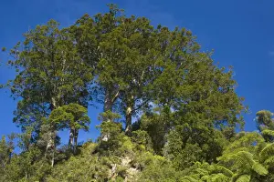 North Island Prints: Kauri grove small grove of younger Kauris standing on top of a rocky hill Coromandel Peninsula