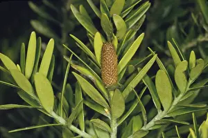 Cones Prints: Kauri - male cone