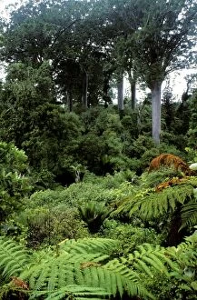 Images Dated 6th January 2009: Kauri Pines - Coromandel Peninsula, North Island, New Zealand JPF19223