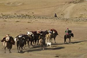Kazakh herders Camel train traveling to winter pasture