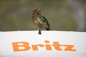 Images Dated 5th February 2008: Kea cheeky adult gnawing at antenna of a car Fjordland National Park, South Island, New Zealand