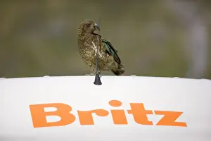 Keas Prints: Kea cheeky adult gnawing at antenna of a car Fjordland National Park