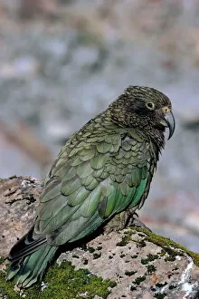 Images Dated 6th January 2009: Kea - Endangered species, New Zealand, endemic to New Zealand JPF19092