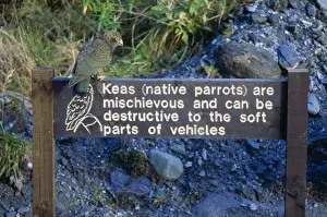 Keas Prints: Kea New Zealand