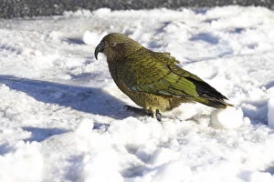 Ornithology Gallery: Kea, New Zealand Alpine Parrot (Nestor notabilis)