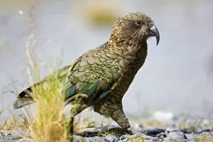 Images Dated 5th February 2008: Kea walking on rocky terrain looking curiously around Fjordland National Park, South Island