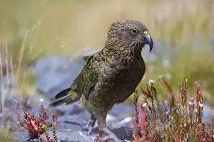Kea walking on rocky terrain looking curiously around Fjordland National Park, South Island, New Zealand