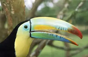 Toucan Prints: Keel-billed Toucan