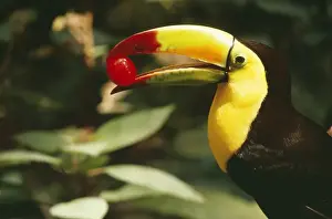 Beaks Prints: Keel Billed Toucan CAN 1800 Side view with frit in beak
