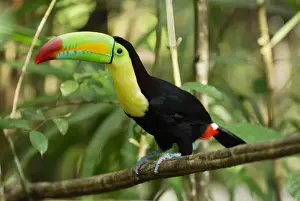 Keel-billed Toucan Belize