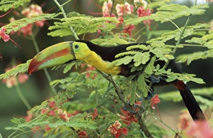 Images Dated 17th September 2008: Keel-billed Toucan Central Amerca