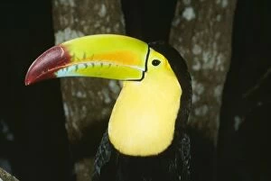 Images Dated 17th May 2006: Keel-billed Toucan S. Mexico, Belize, Columbia, Venezuela