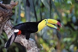 Rain Forest Collection: Keel-billed Toucan TOM 580 With bill open - Belize, Central America Ramphastos sulfuratus © Tom &