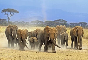 Amboseli Gallery: Keenya; Amboseli National Park; Elephant