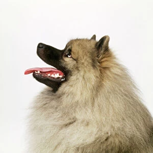Mouths Collection: Keeshond Dog