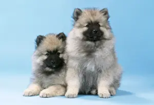 Keeshound Dog - x 2 puppies