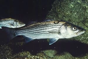 KEL-105 Striped Bass - also know as Chesapeake Bay