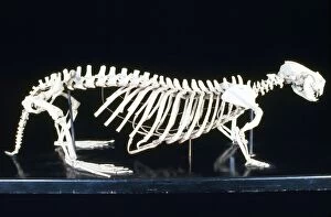 KEL-1151 Sea Otter Skeleton - male