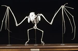 KEL-1153 Fruit Bat / Flying Fox Skeleton