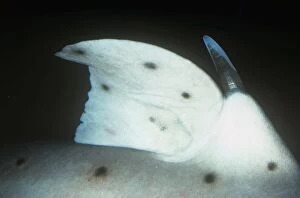 KEL-149 California Horn Shark - Close up of the enlarged dorsal spine
