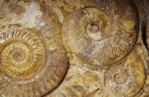 KEL-1500 Ammonite Fossil - Triassic period 248-213 m.y.a