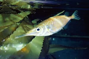 KEL-1513 Snipefish / TRUMPET FISH