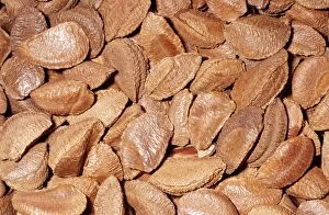 KEL-1581 Brazil Nuts - in shell