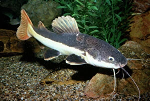 KEL-629 FISH - Red-Tailed Catfish, on riverbed