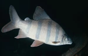 KEL-705 Long-nosed Distichodus Fish