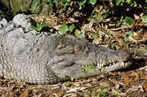 KEL-728 Philippine Crocodile - endangered