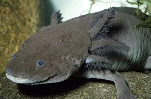KEL-757 Mexican Axolotl - (Salamander)