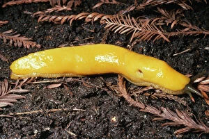 KEL-796 Banana Slug - Gastropoda