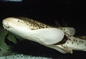 KEL-896 Zebra / Leopard Shark