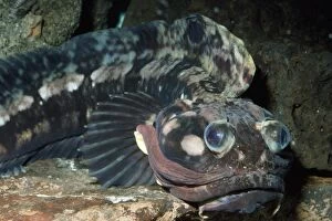 KEL-932 Sarcastic Fringehead Fish