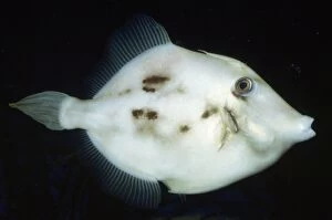 KEL-985 Planehead Filefish