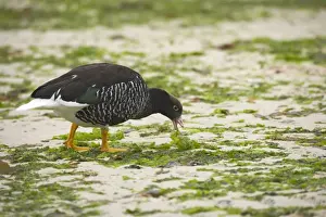 Falklands Prints: Kelp Goose - Female feeding on kelp at low tide Chloephaga hybrida New Island Falklands BI007375