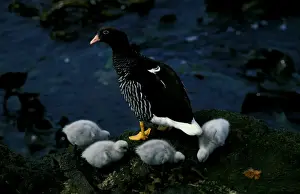 Gosling Prints: Kelp goose, female with goslings
